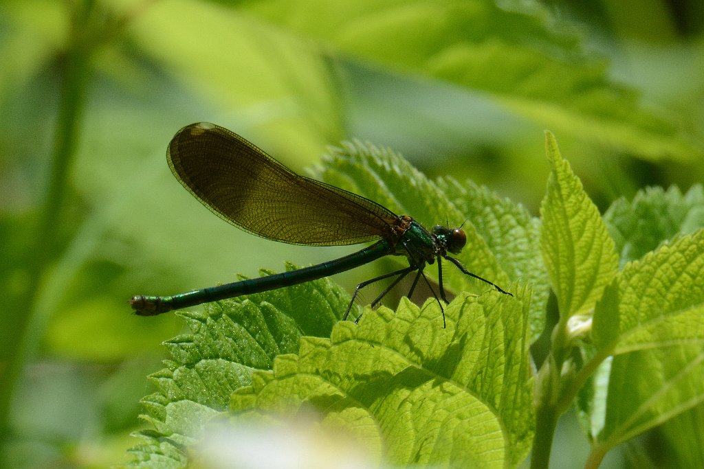 079 2013-06052417 Harvard, MA.JPG - River Jewelwing (Calopteryx acquabilis)(f). Oxbow National Wildlife Refuge, MA, 6-5-2013